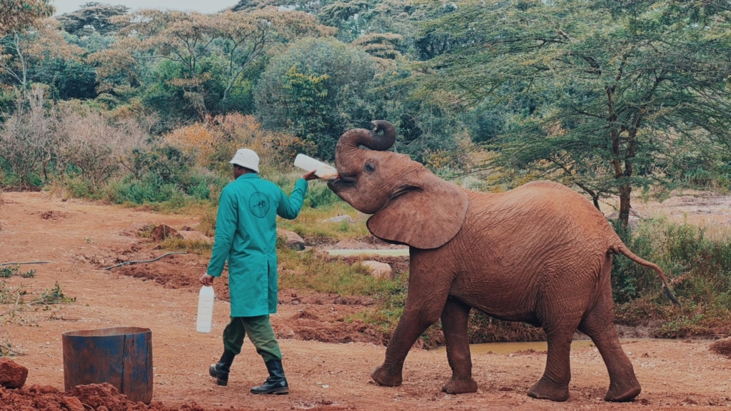 Sheldrick Elephant Nursery