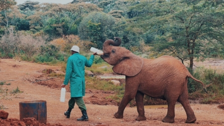 Sheldrick Elephant Nursery